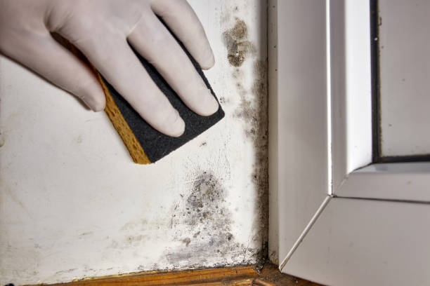 Best Mold Documentation for Insurance Claims  in Baldn, WI